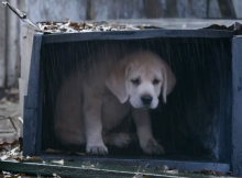 If the Budweiser puppy ad doesn’t make you cry, you must be some kind of robot.