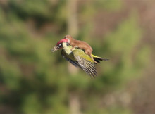 Yes, it’s a weasel riding on the back of a flying woodpecker